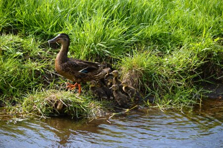 Duckling bird feather photo