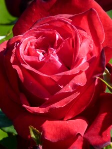 Rose bloom plant fragrance photo