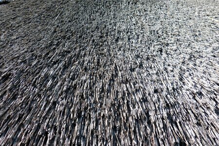 Thatched roof reed roof