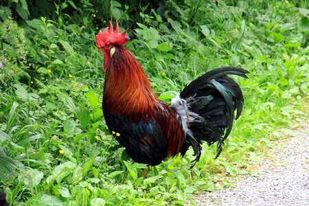 Animal poultry hahn