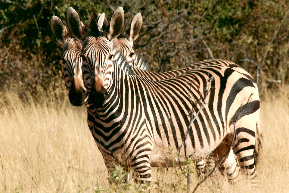 Africa brushwood scrub