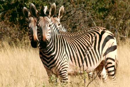 Africa brushwood scrub