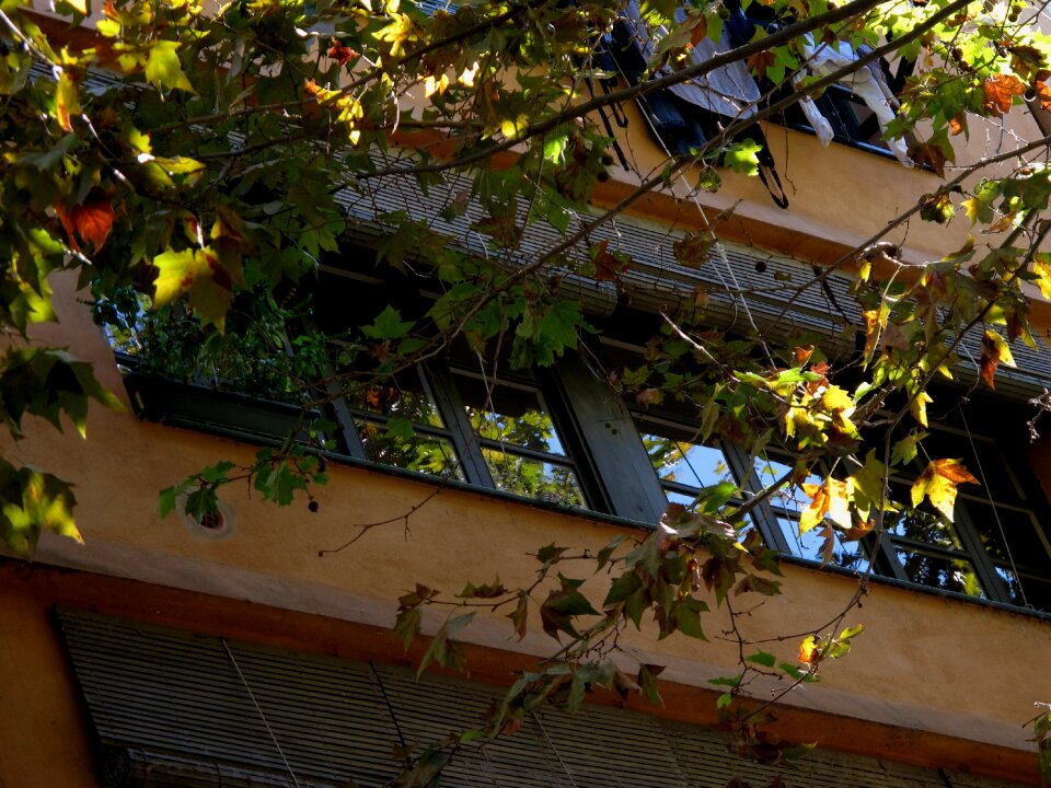 Leaves tan-colored girona