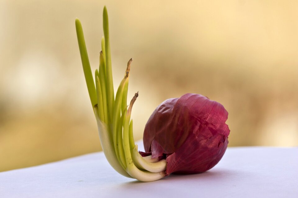 Vegetable healthy fresh