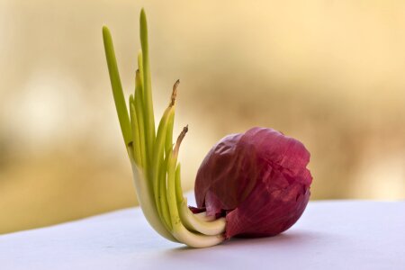 Vegetable healthy fresh photo