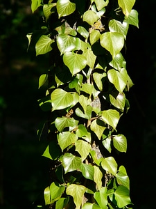 Ivy ivy growth fouling