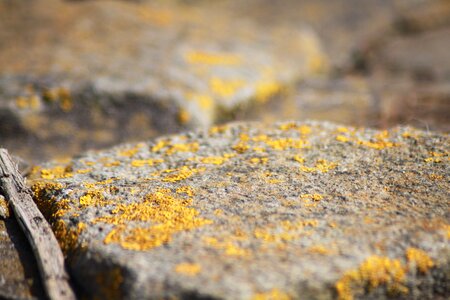 Close up macro nature