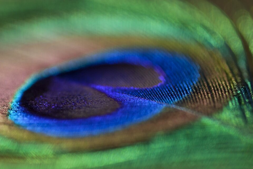 Peacock nature color