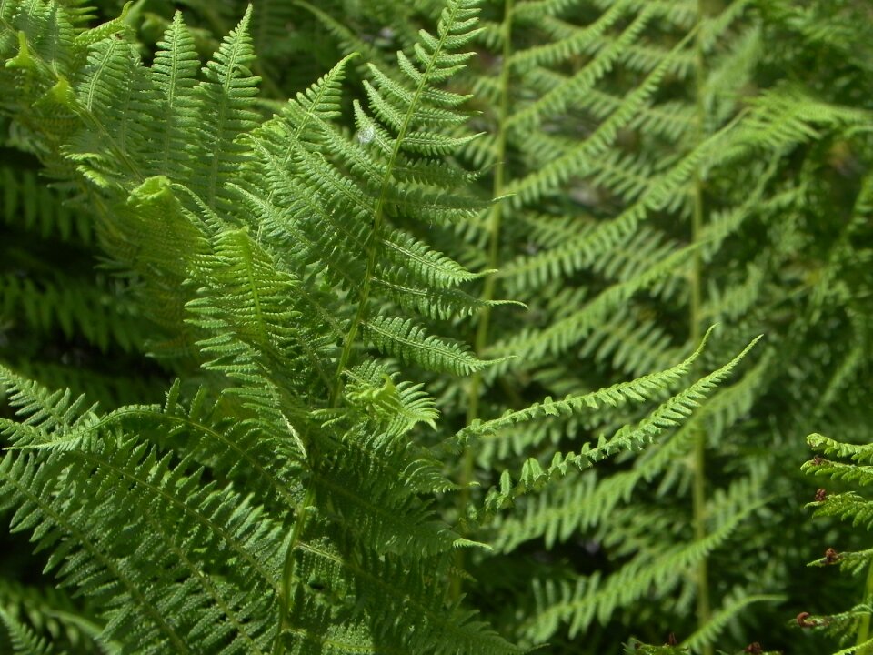 Forest nature rotated