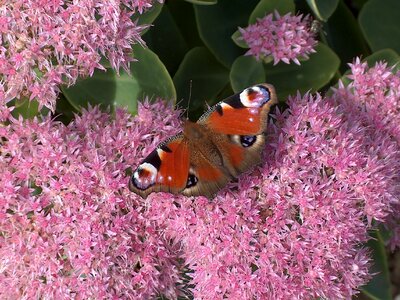 Flower nature insect