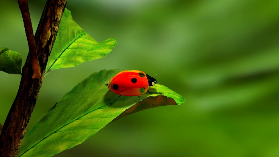 Bug leaf green photo