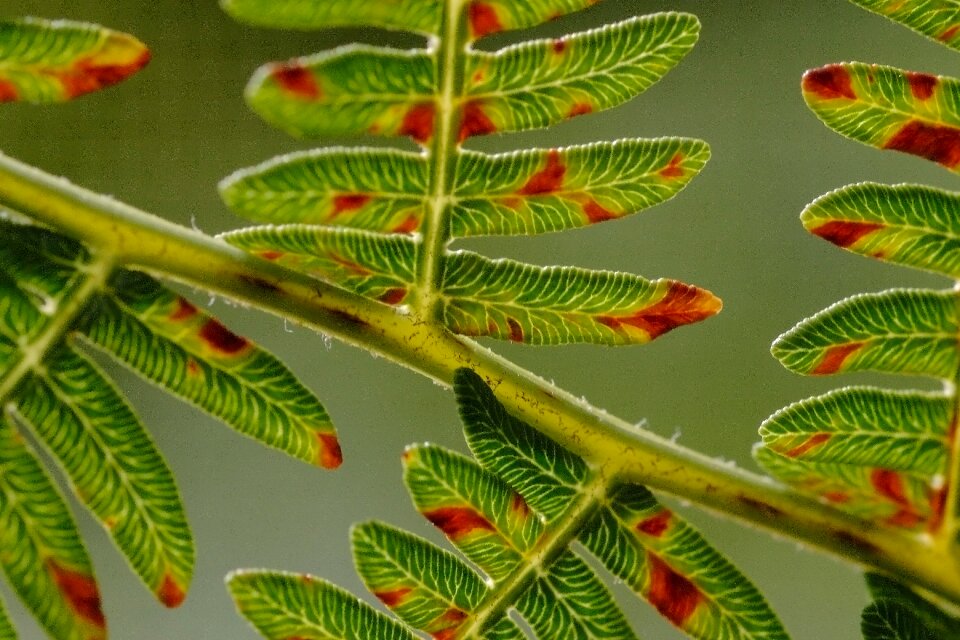 Branch nature forest