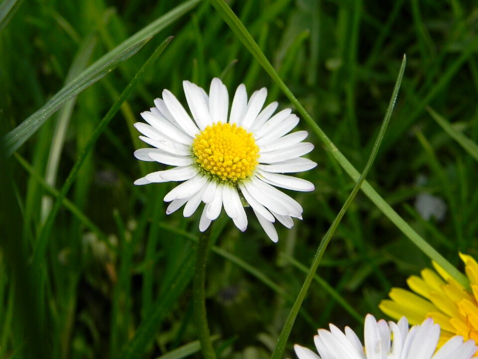 Nature spring meadow