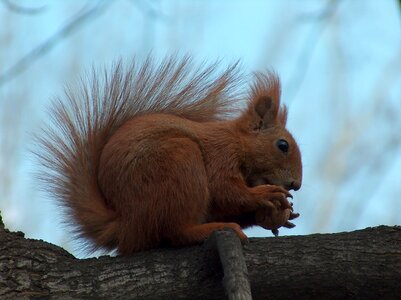 Park animal rodent