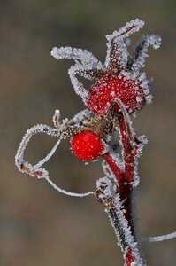 Berry ice frost photo