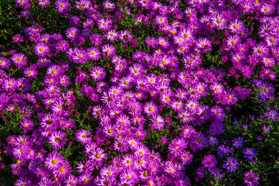 Blossom plant floral