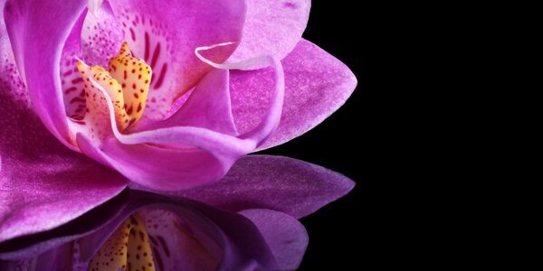 Flower plant macro