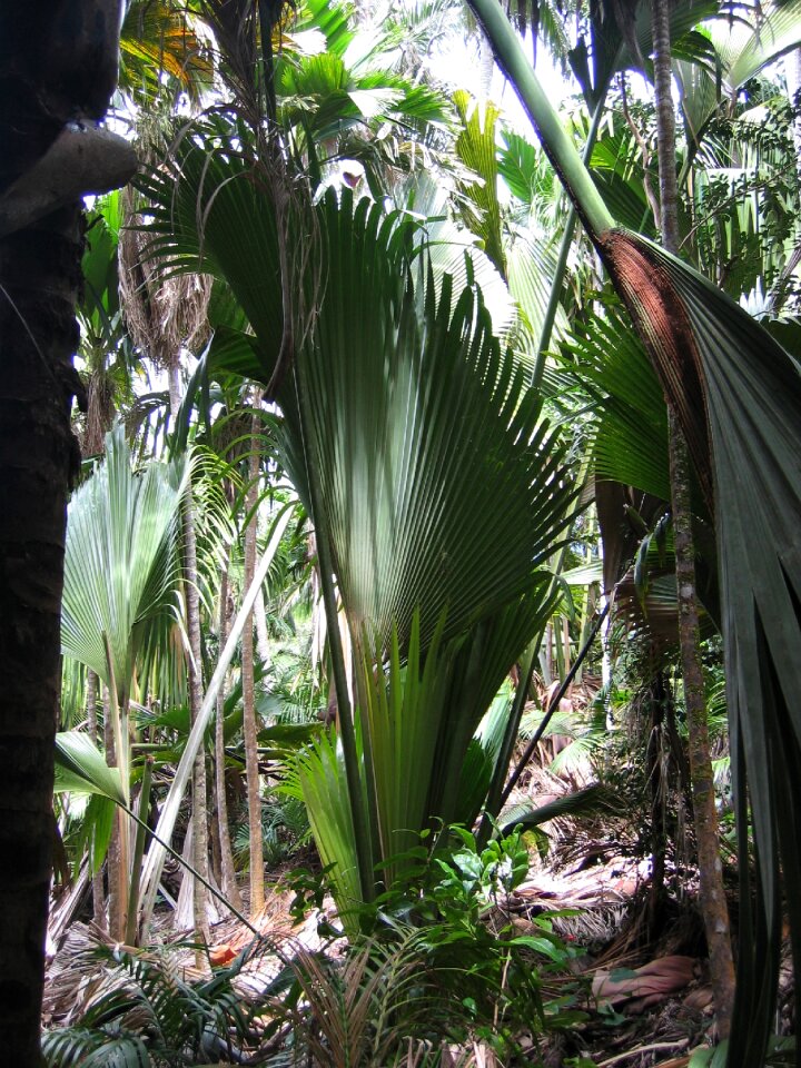 Palm green tropical