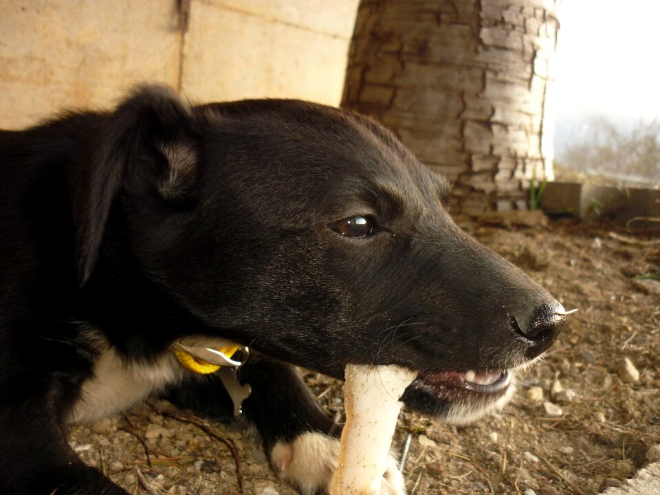 Animal muzzle sweet