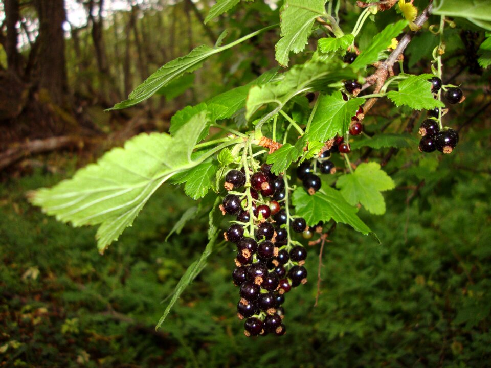 Fruit leaves plant