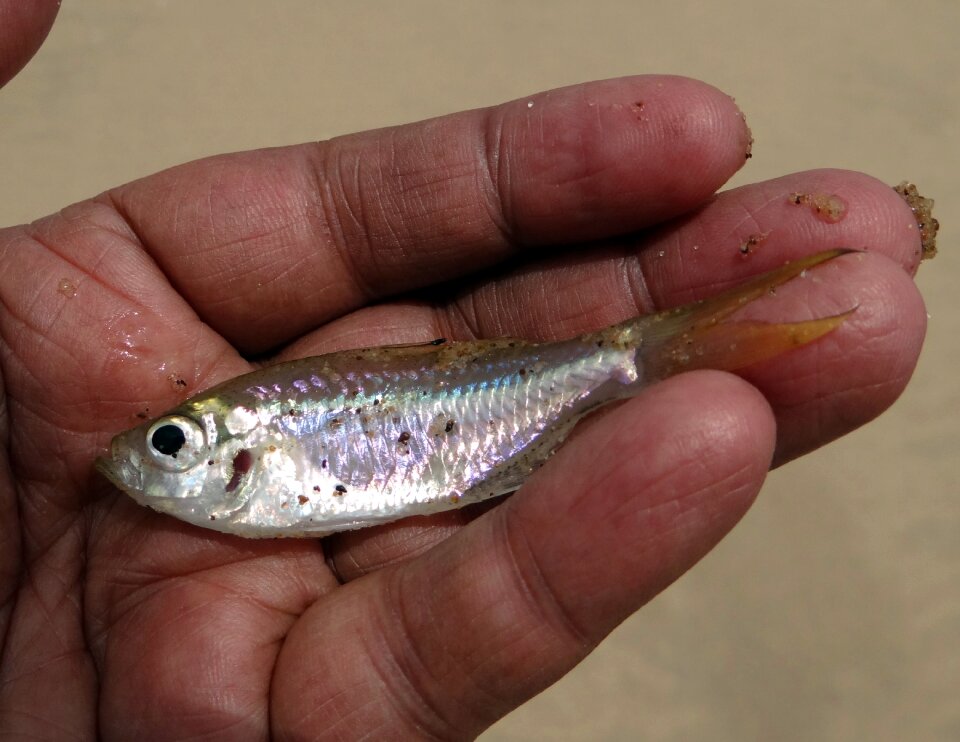 Estuarine terekhol river freshly caught