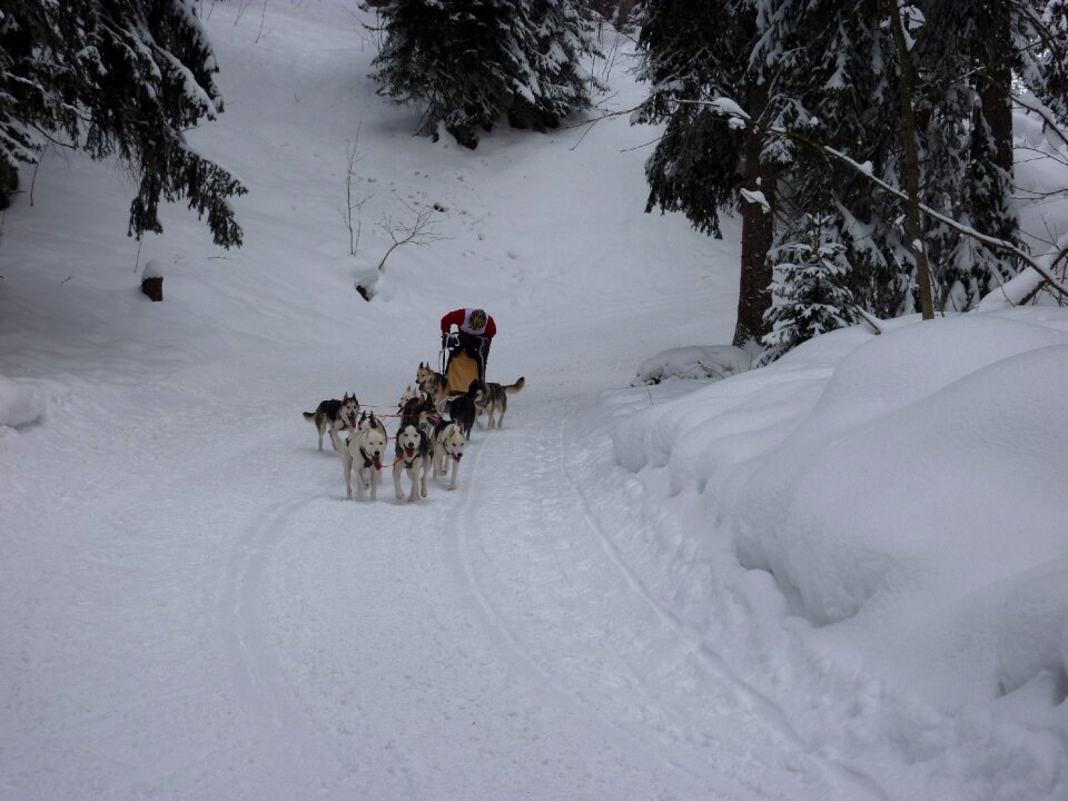 Dog race dog racing