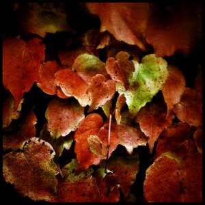Tree nature maple leaf