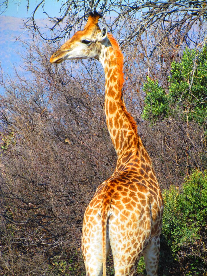 South africa mammal nature
