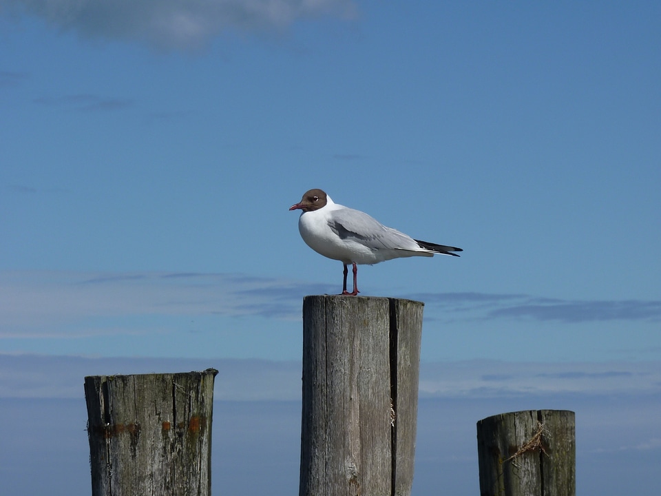 Baltic sea gull darß
