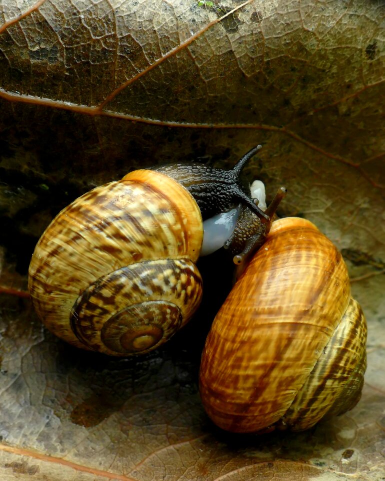 Snail coupling brown