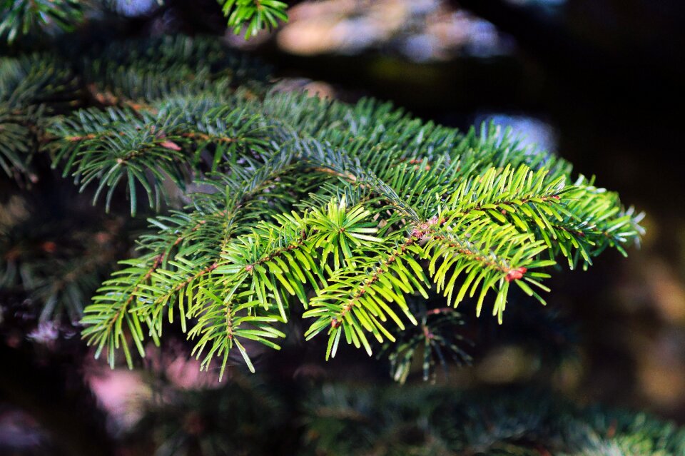 Branch green needles