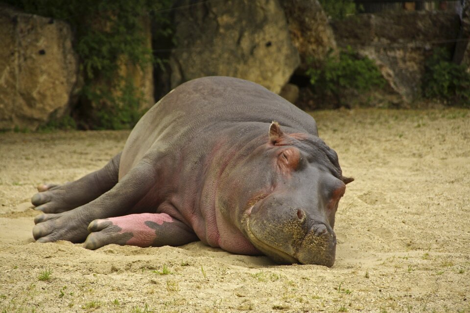 Hippo nature animals