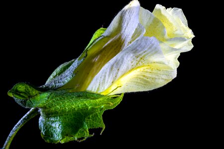 Bloom flower white