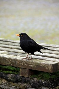 Animal bird blackbird