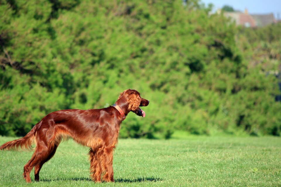 Dog canine pet photo