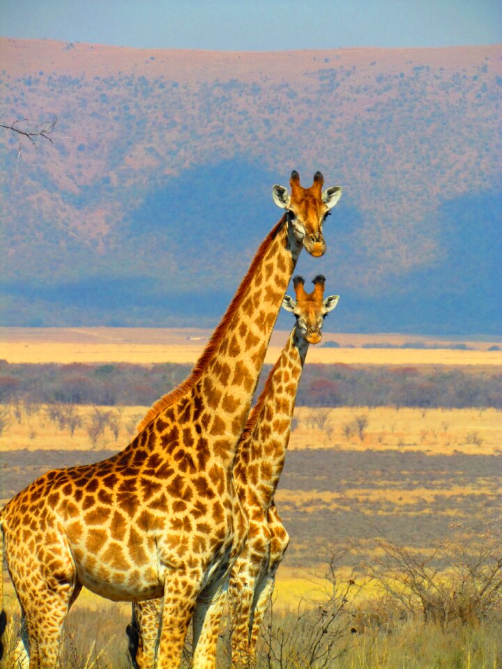 Africa nature wildlife