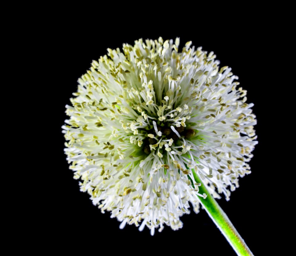 Flower wild flower white