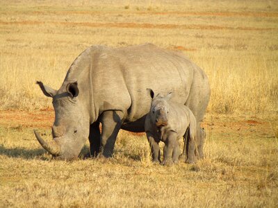 Baby africa wildlife