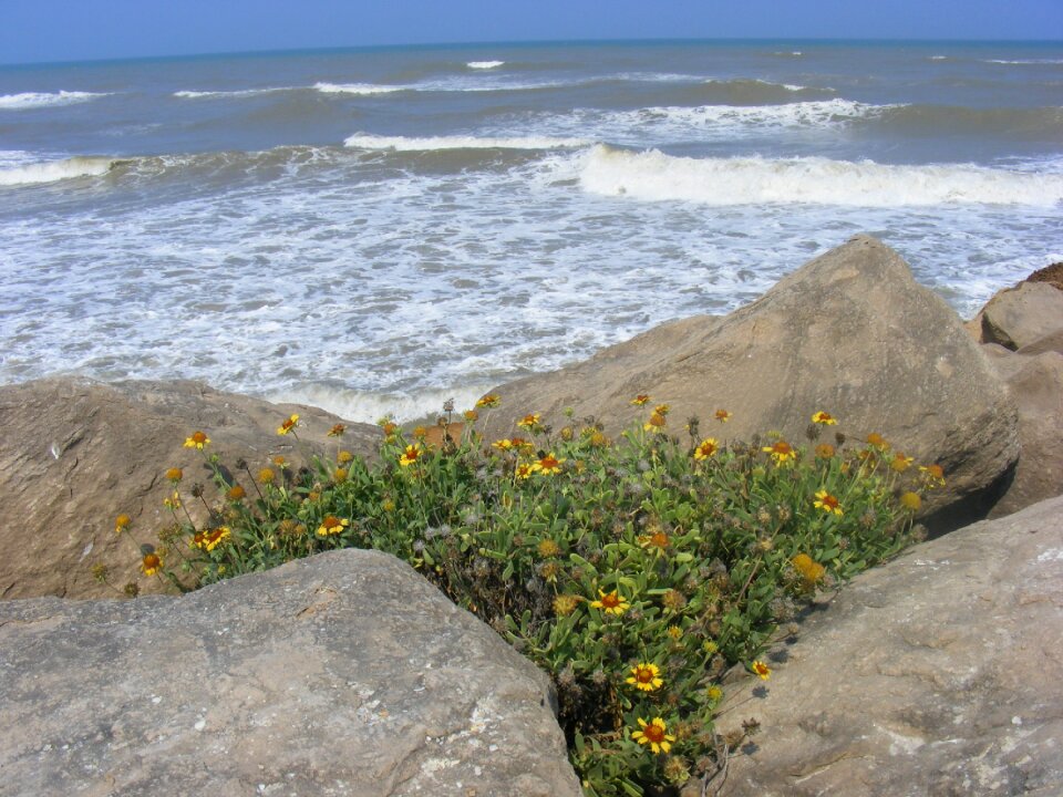 Cliff flower life