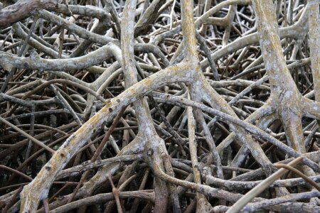 Mangrove root martinique