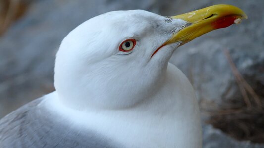 Seagull water bird close up photo