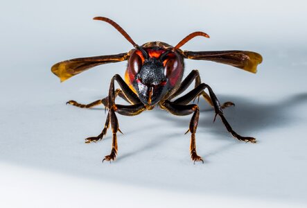 Wasp insect close up photo