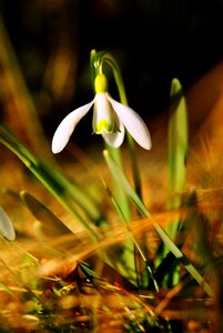 Flower spring white flower