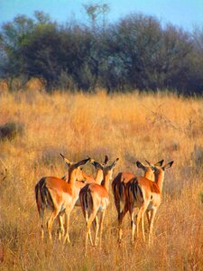 Mammal nature wild