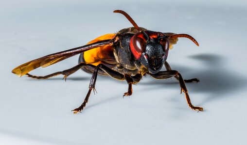 Wasp insect close up