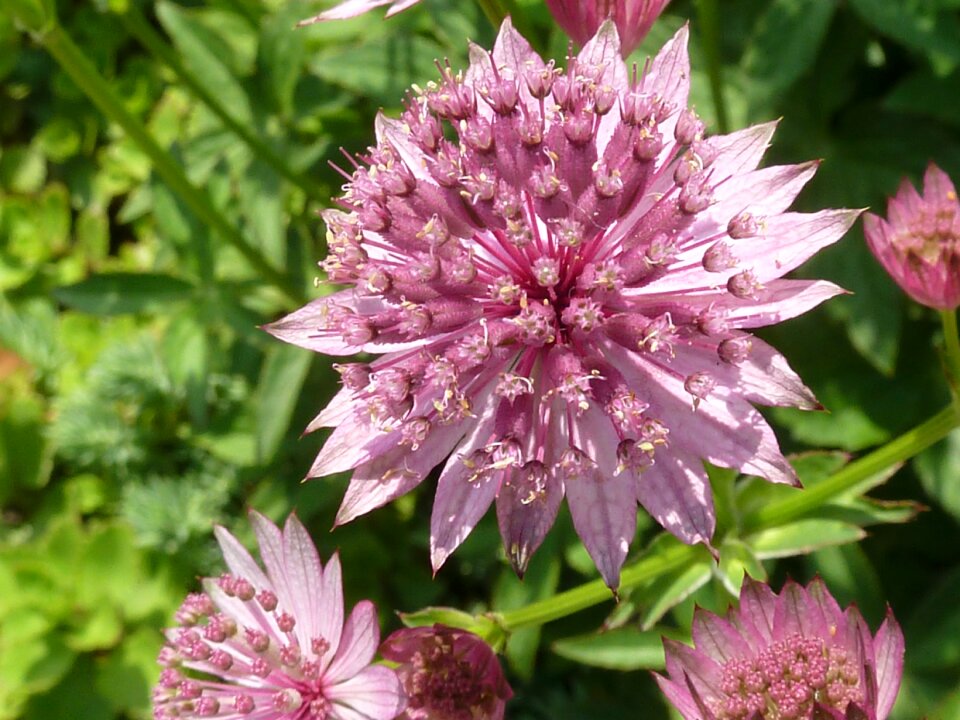 Floral plant bloom