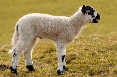 Farm cub white