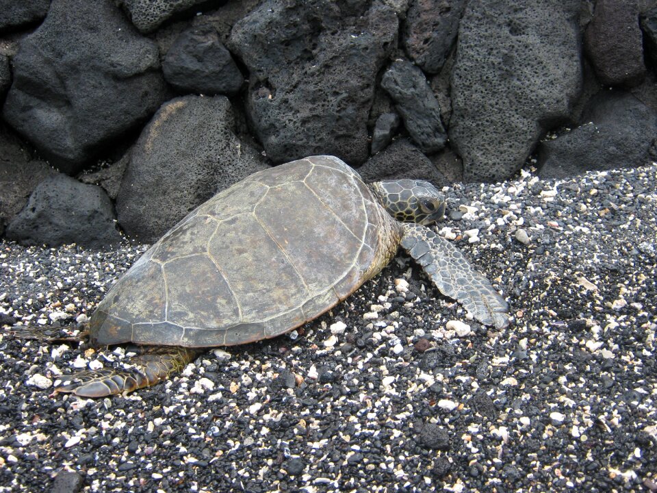 Hawaii big iland beach