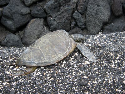 Hawaii big iland beach photo