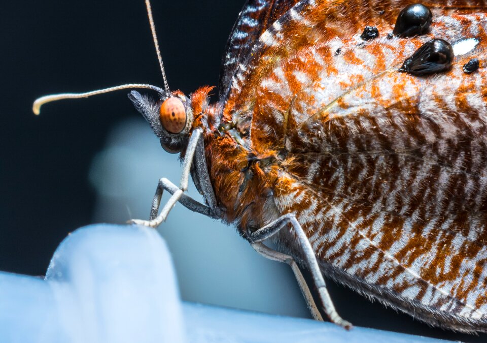 Just hatched insect close up